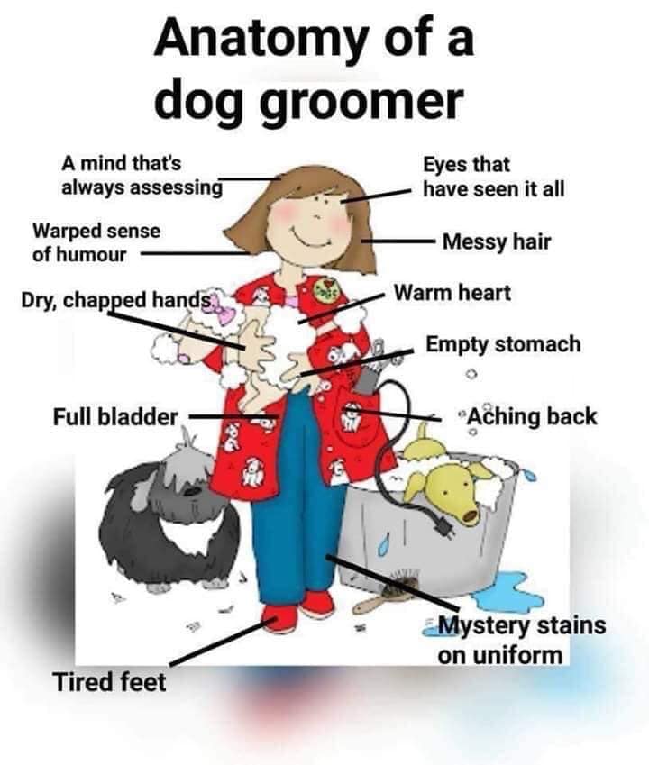 VIP Dog Grooming Anatomy of a Dog Groomer