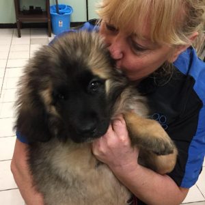 VIP Dog Grooming Cuddle1